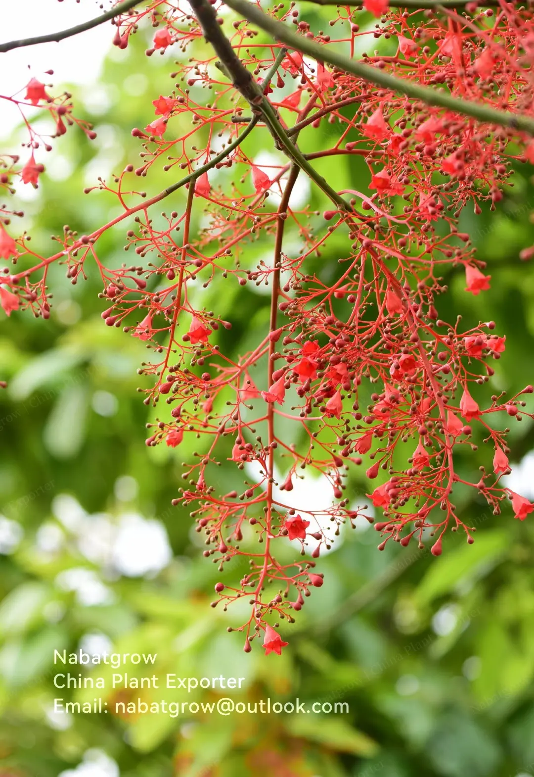 rachychiton acerifolius | Australian Flame Tree