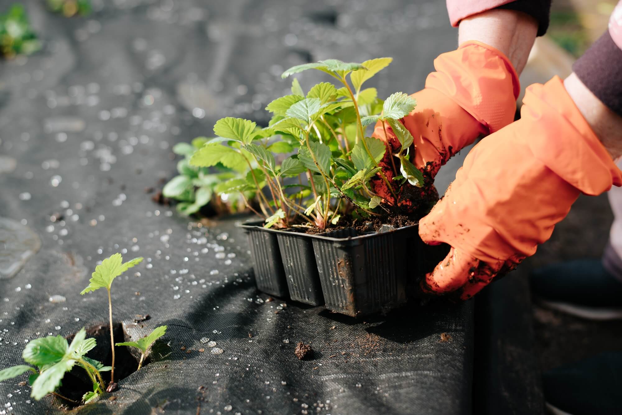 close-up-of-farmer-s-female-hand-in-gloves-plantin-2026-03-23-22-49-51-utc-1.jpg