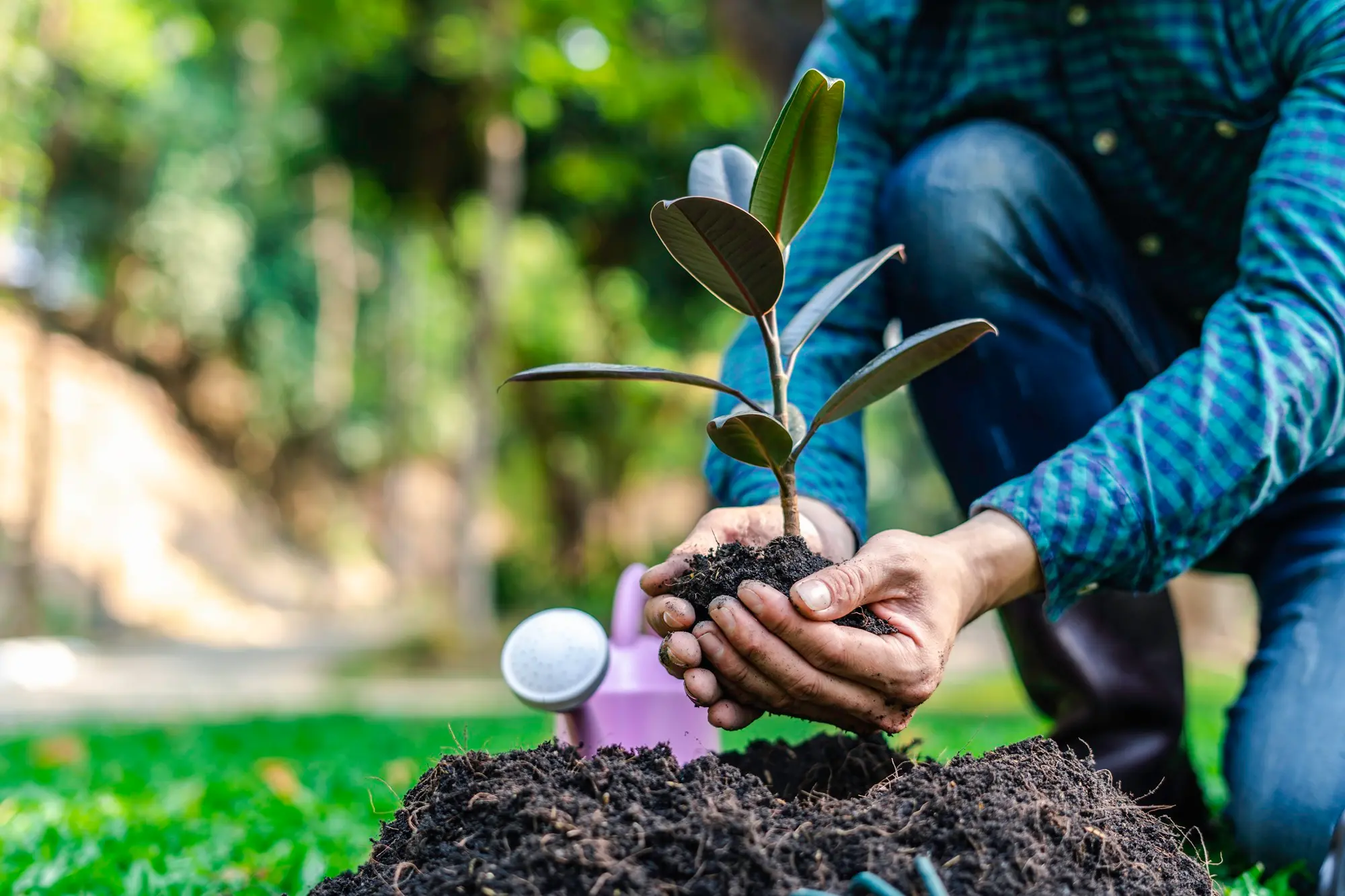 world-environment-day-reforesting-nature-and-ecol-2026-03-19-01-51-54-utc.webp