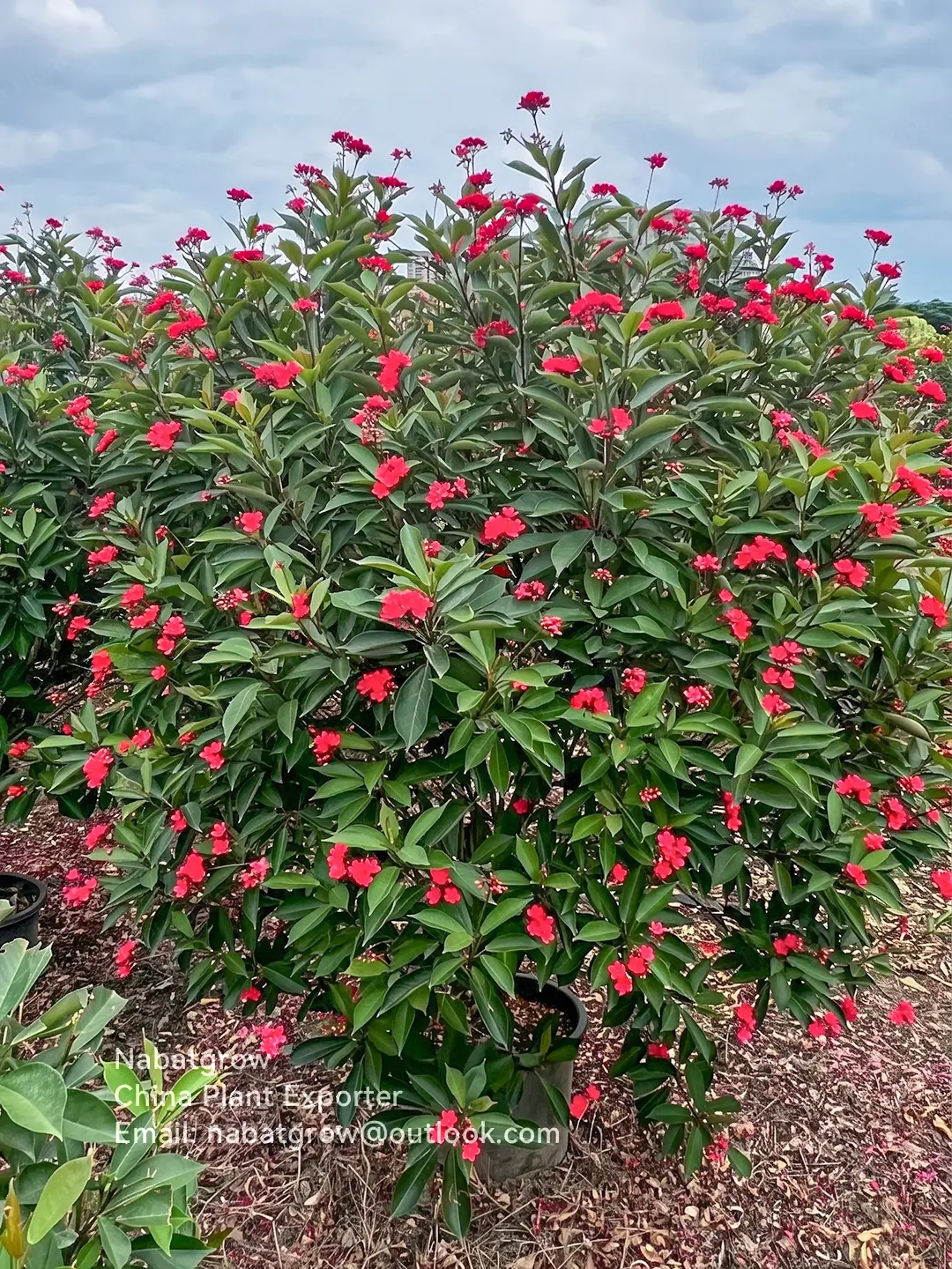Jatropha integerrima | Spicy Jatropha