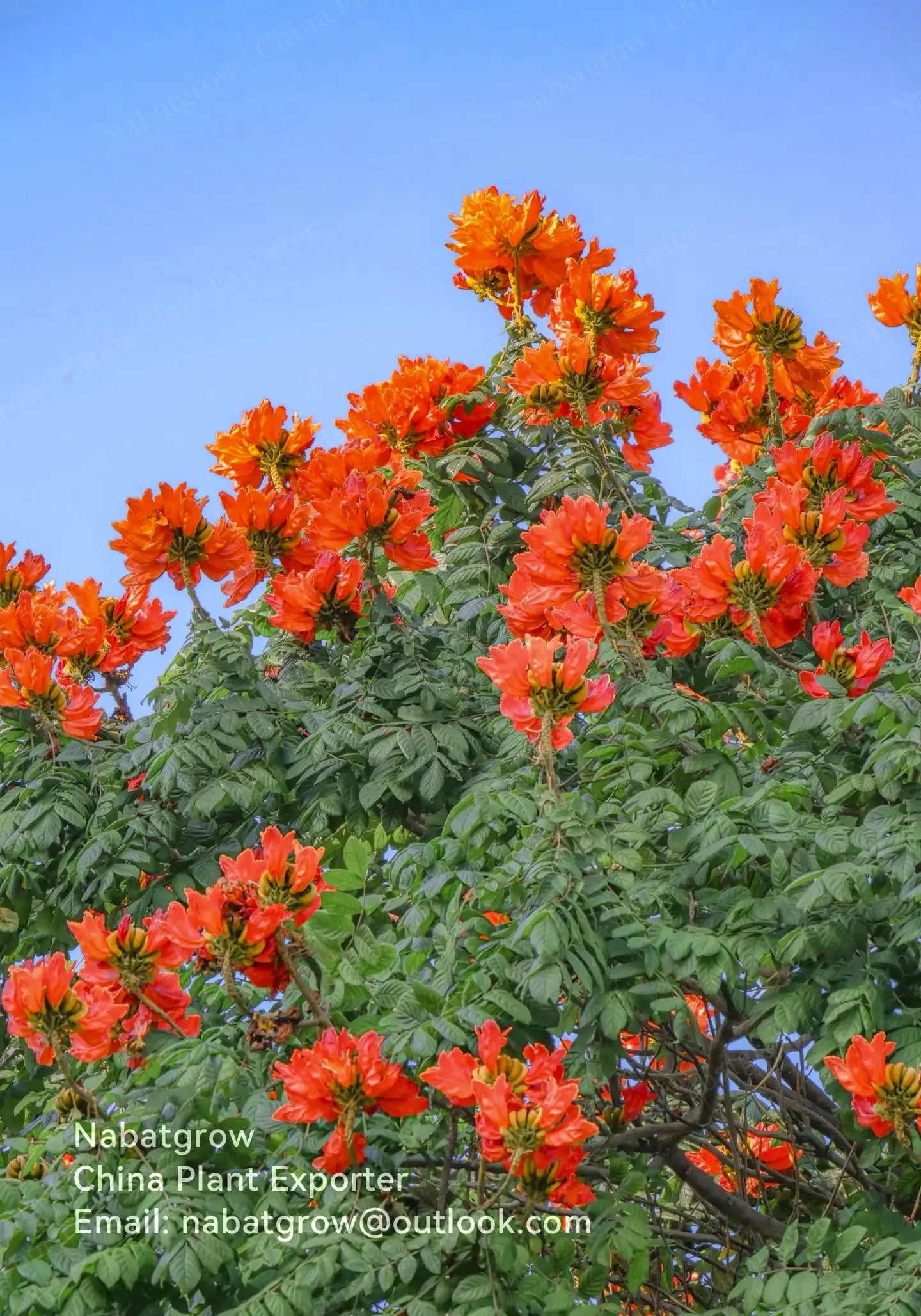 Spathodea campanulata | African Tulip Tree
