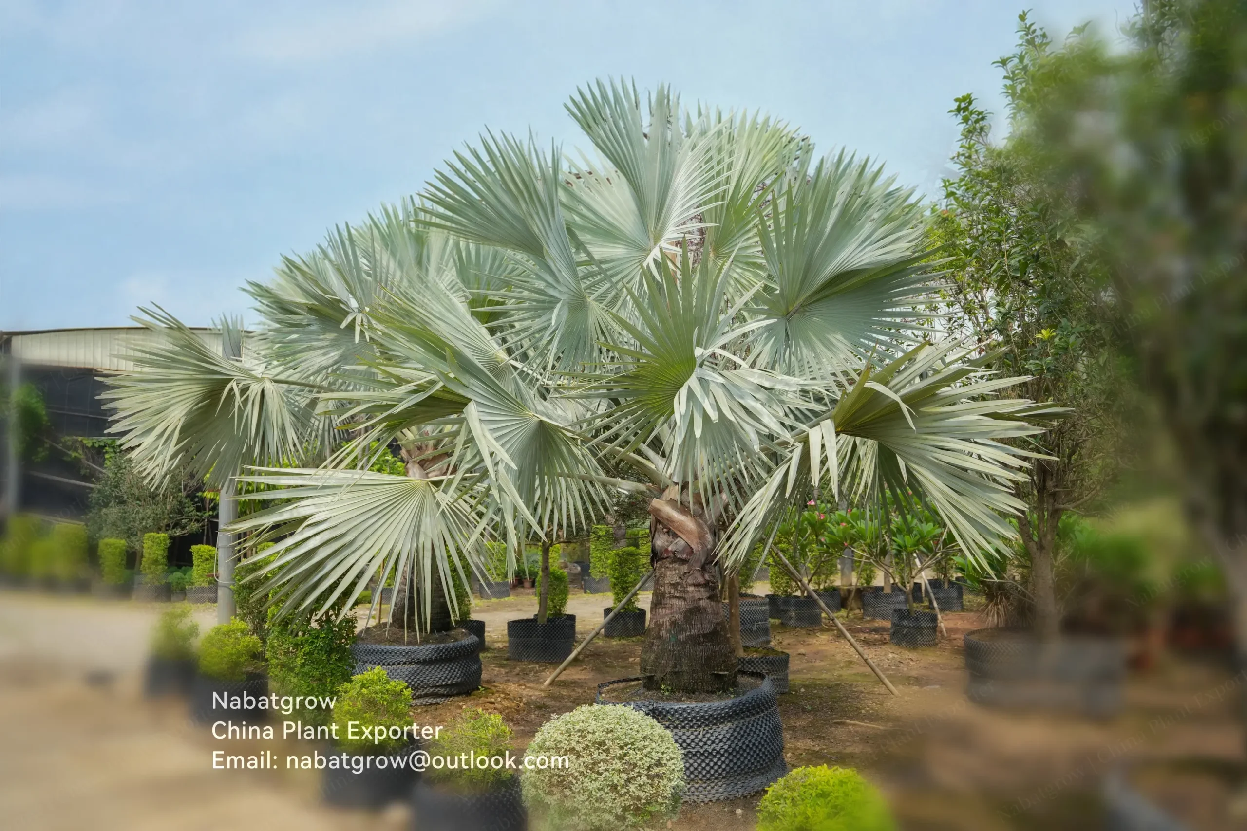 Bismarckia nobilis | Bismarck Palm