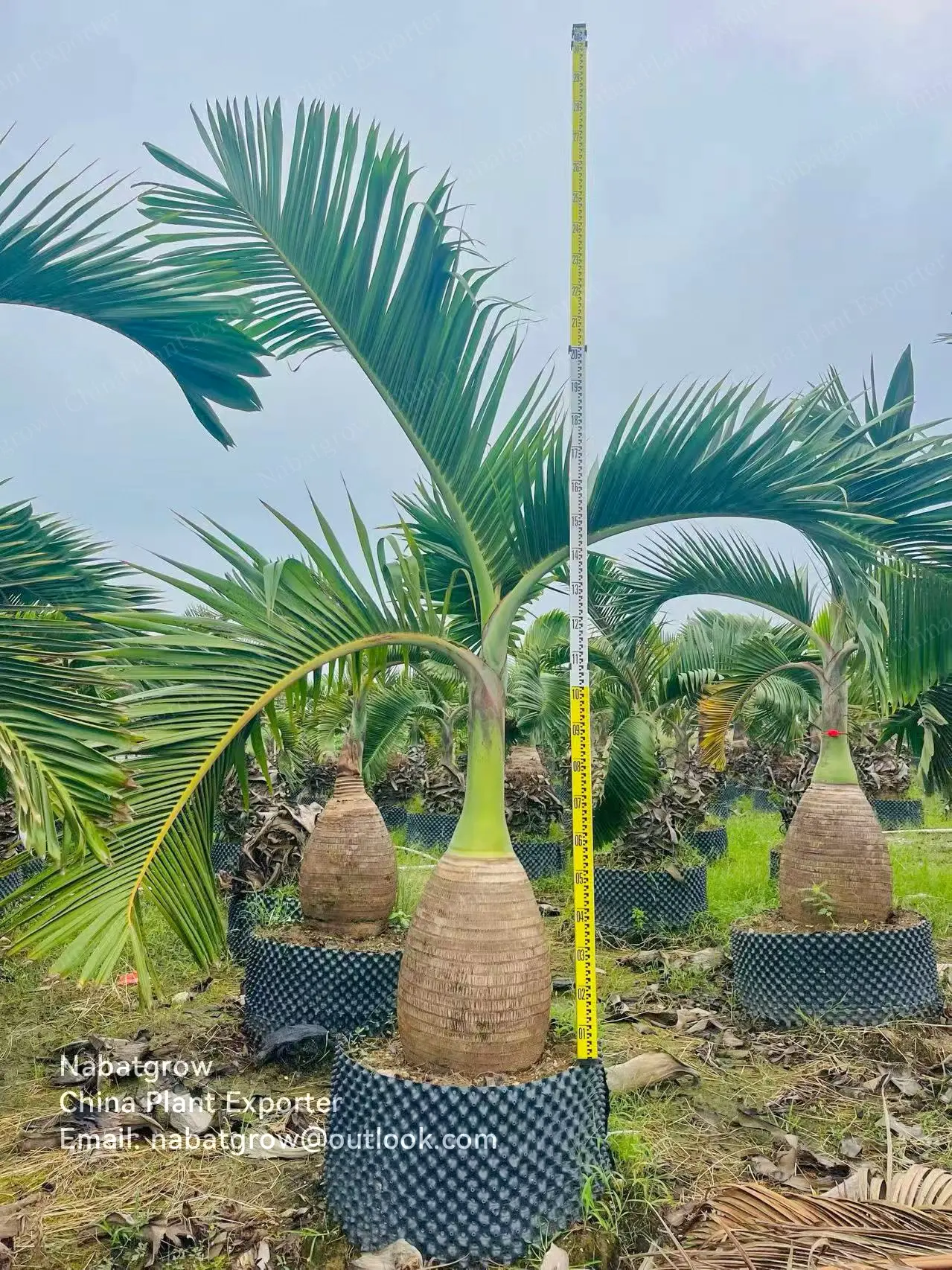 Hyophorbe lagenicaulis | Bottle Palm