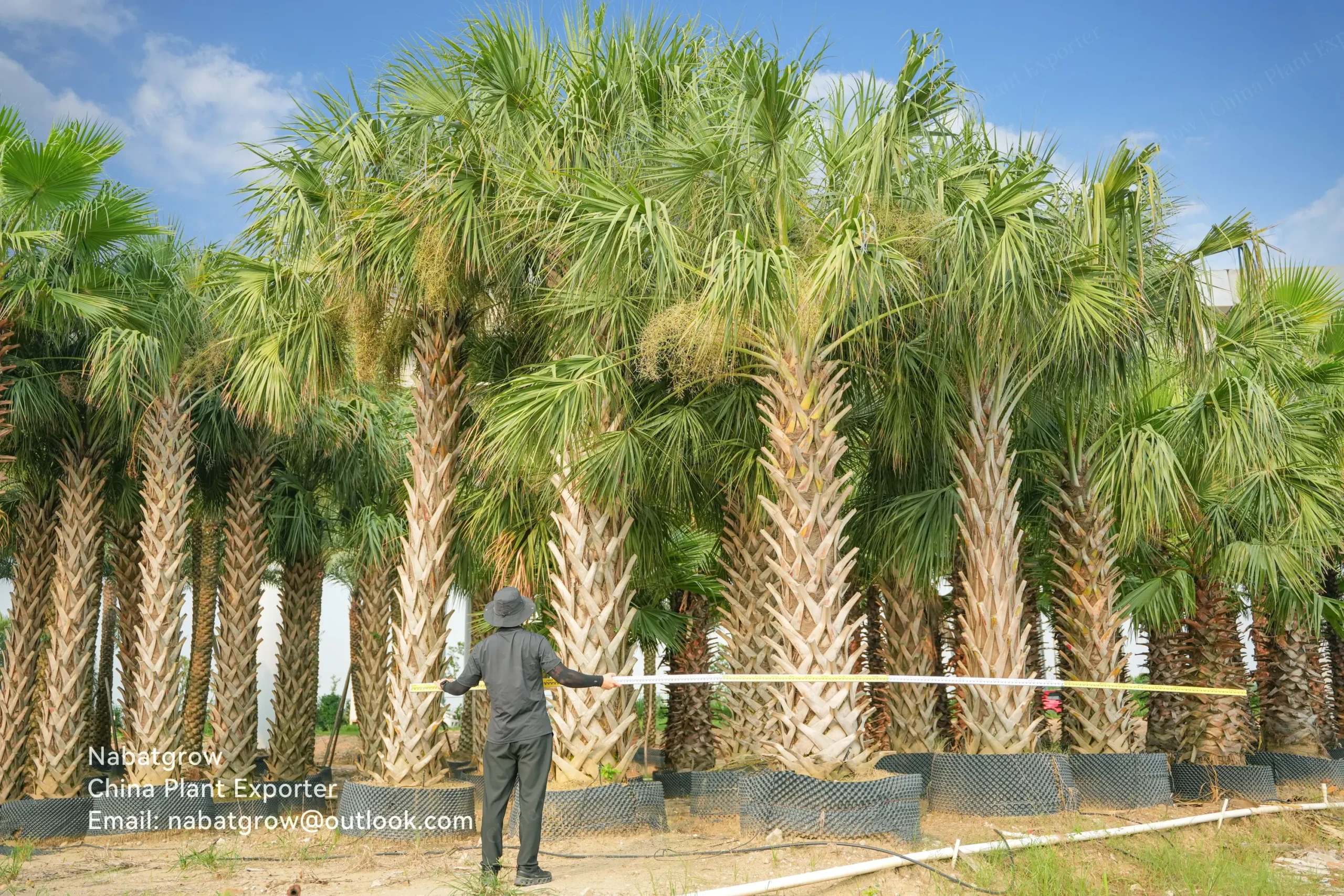 Sabal palmetto | Cabbage Palmetto