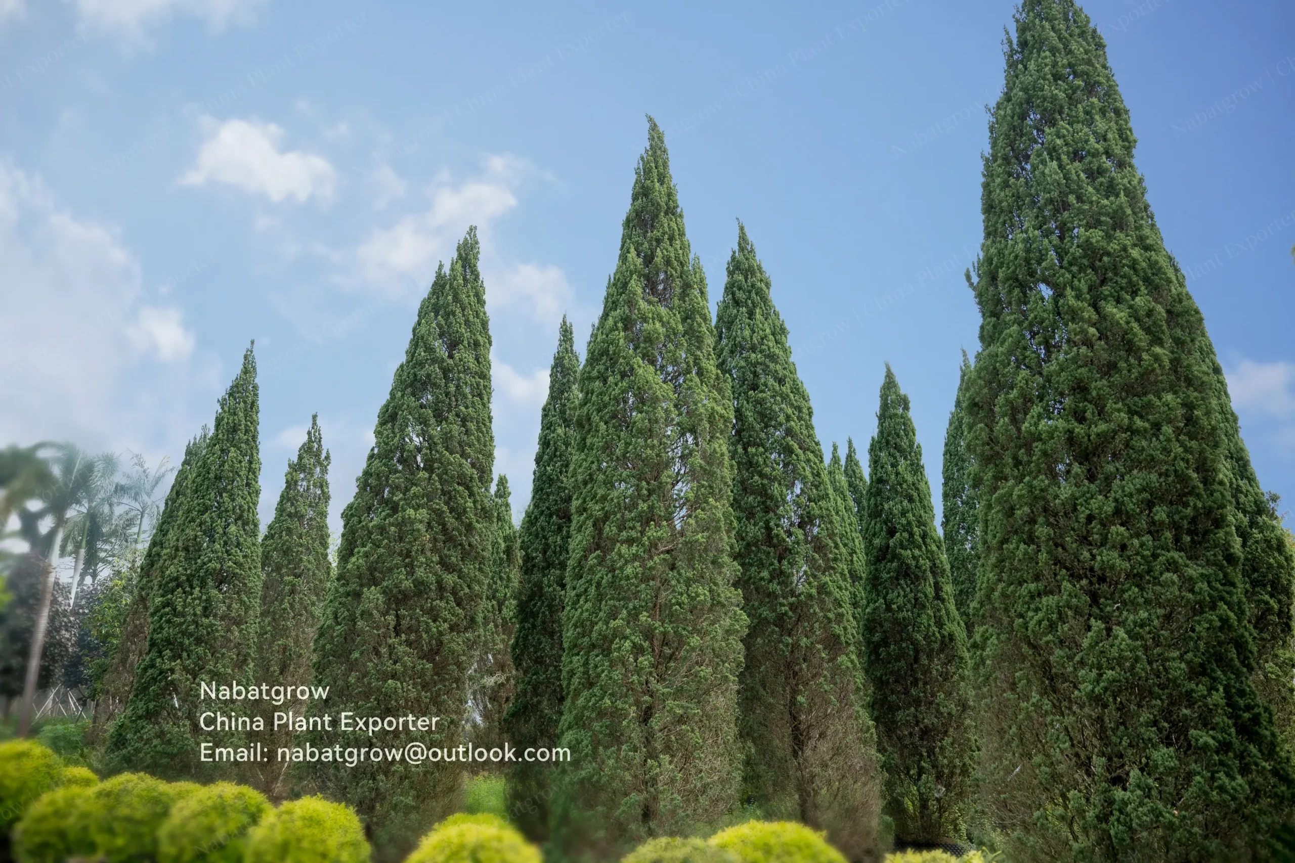 Juniperus chinensis ‘Pyramidalis’