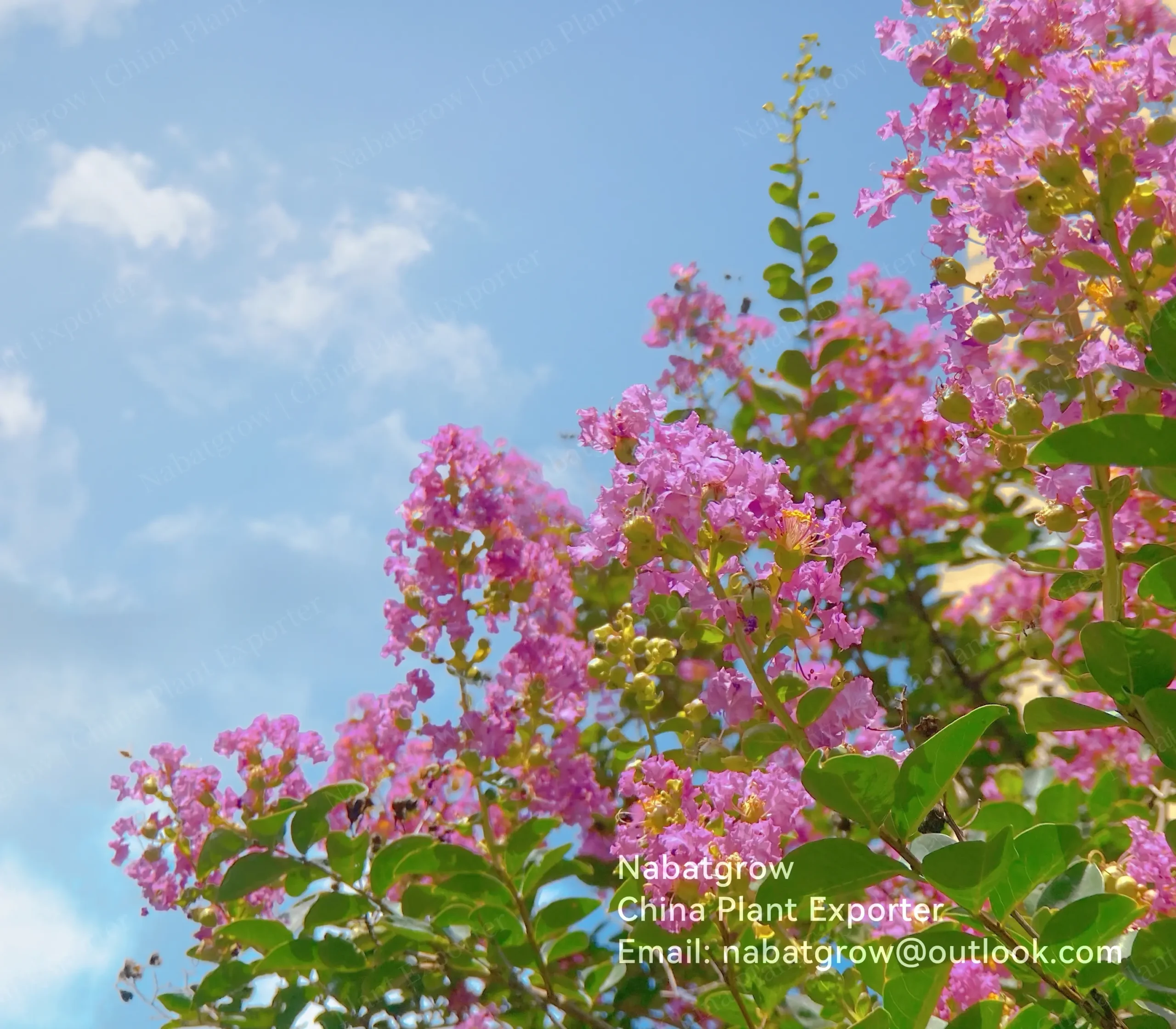 Lagerstroemia indica