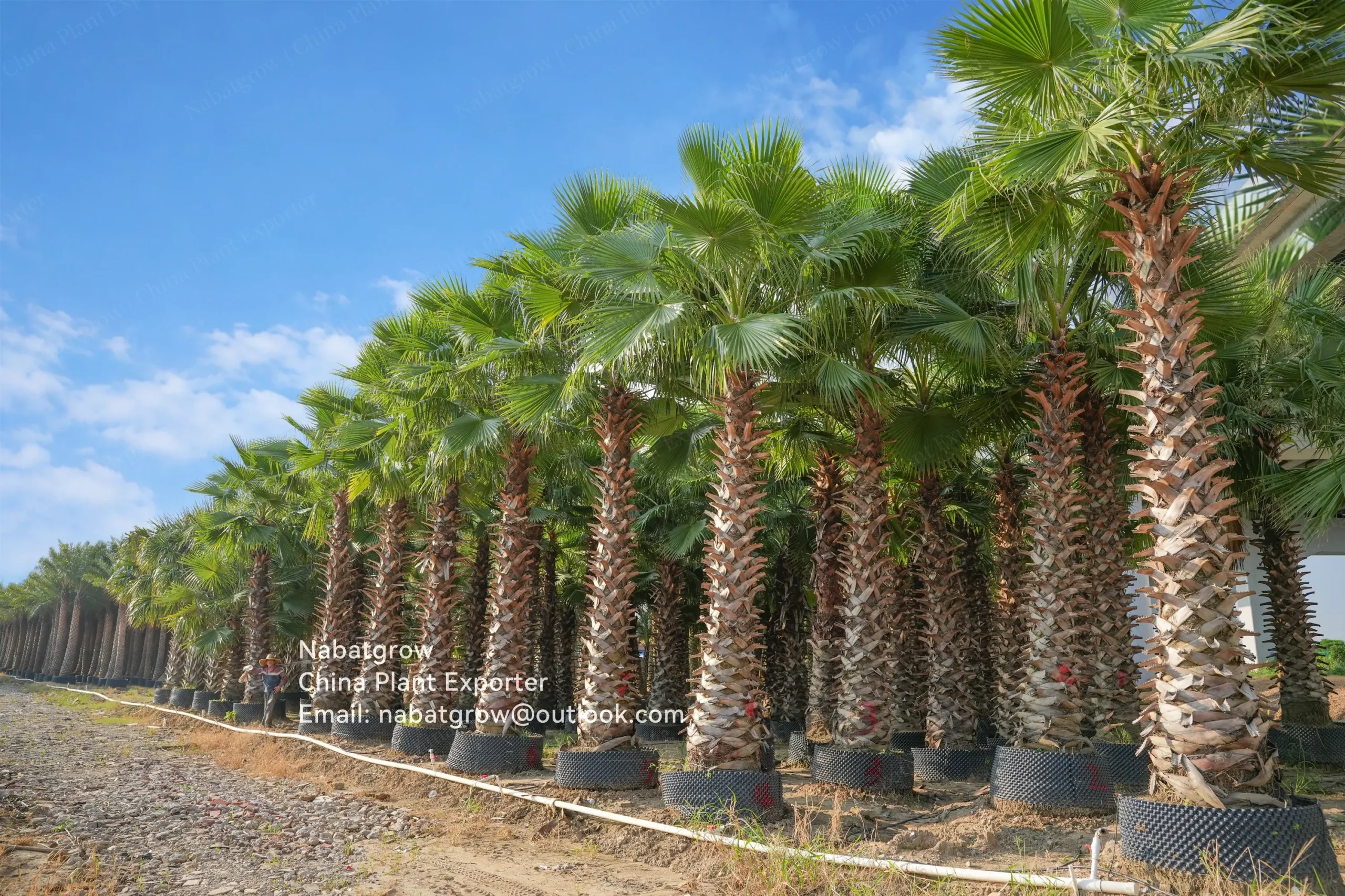 Washingtonia filifera | Desert Fan Palm
