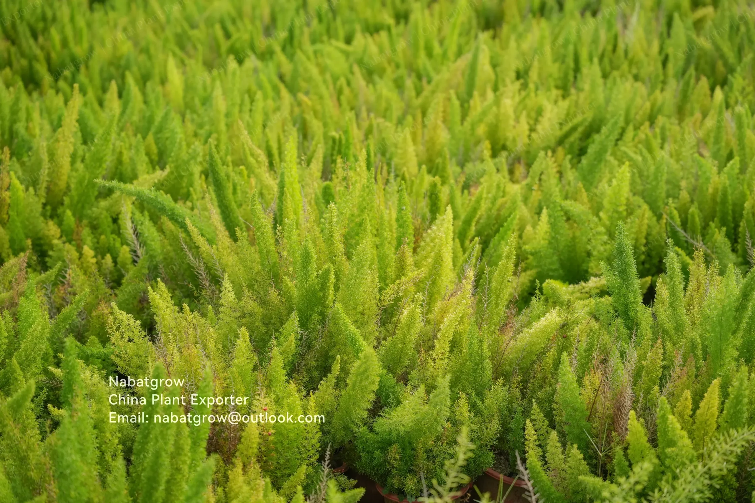 Asparagus densiflorus ‘Myersii’ | Foxtail Fern