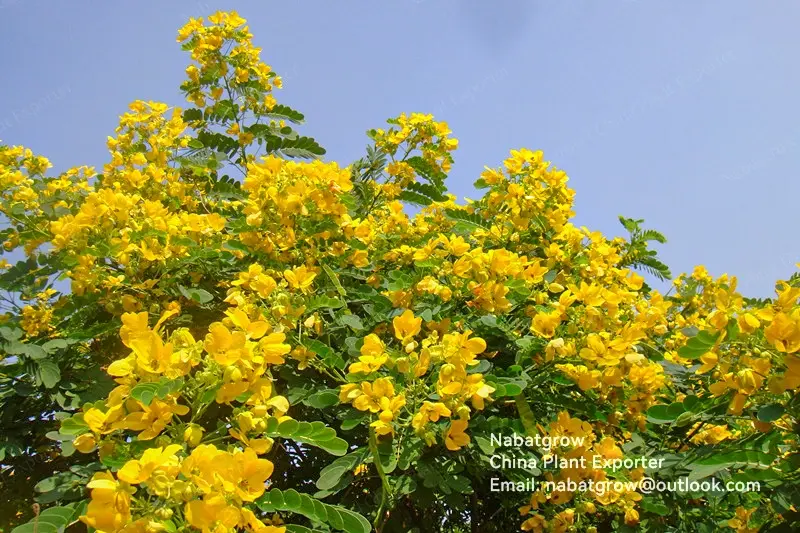 Senna surattensis | Glossy Shower