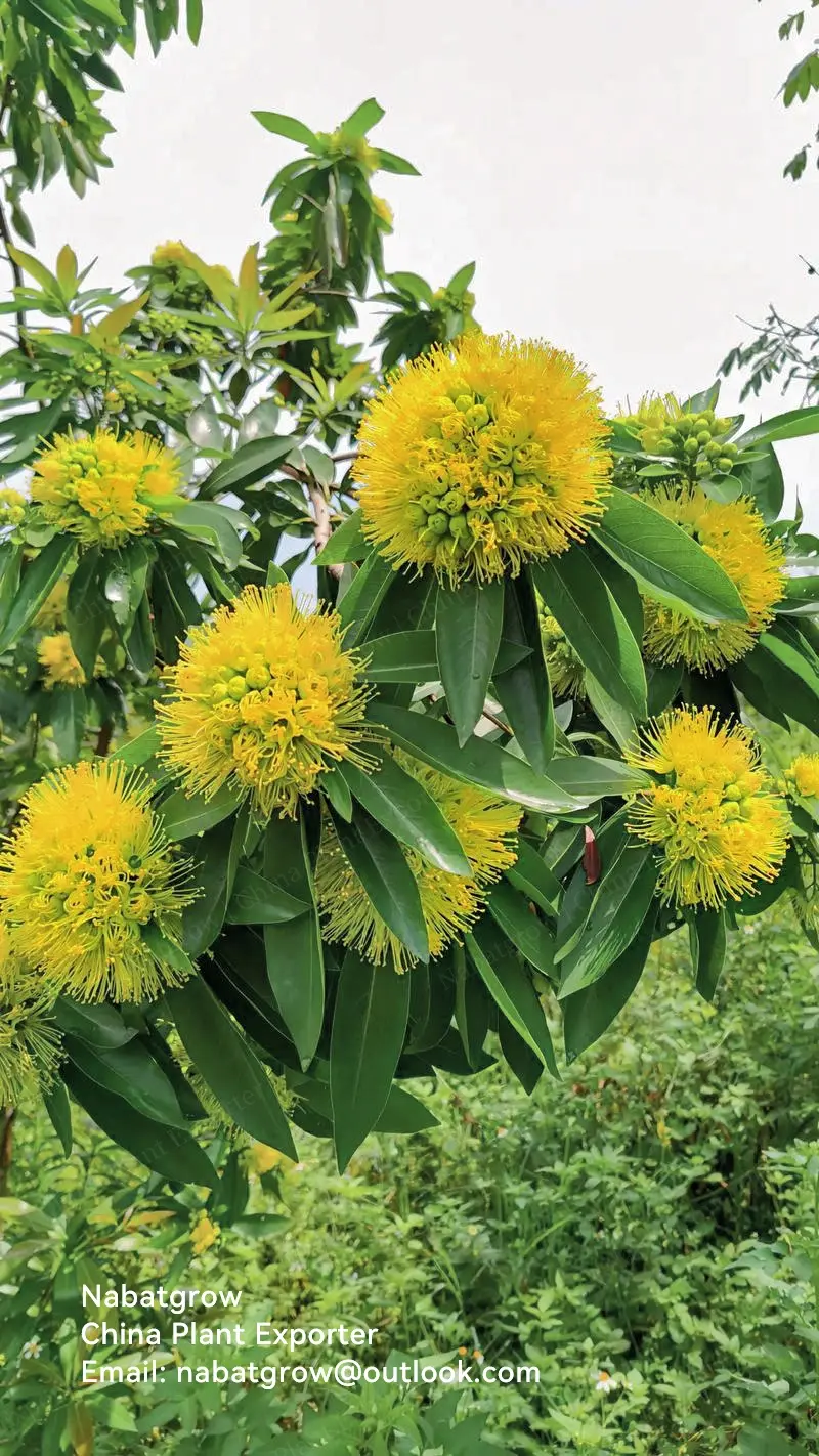 Xanthostemon chrysanthus | Golden Penda