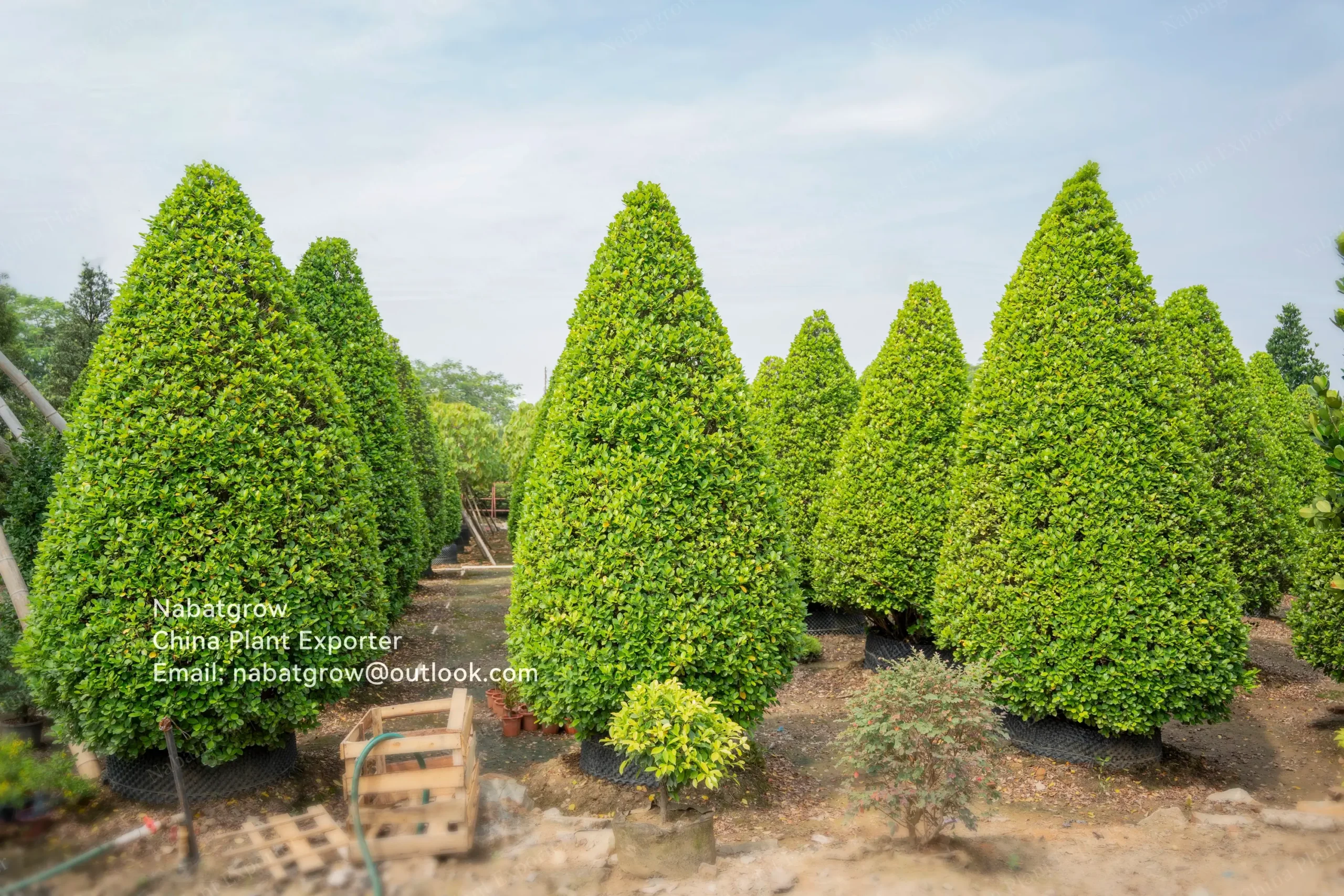 Ficus microcarpa | Indian Laurel Fig