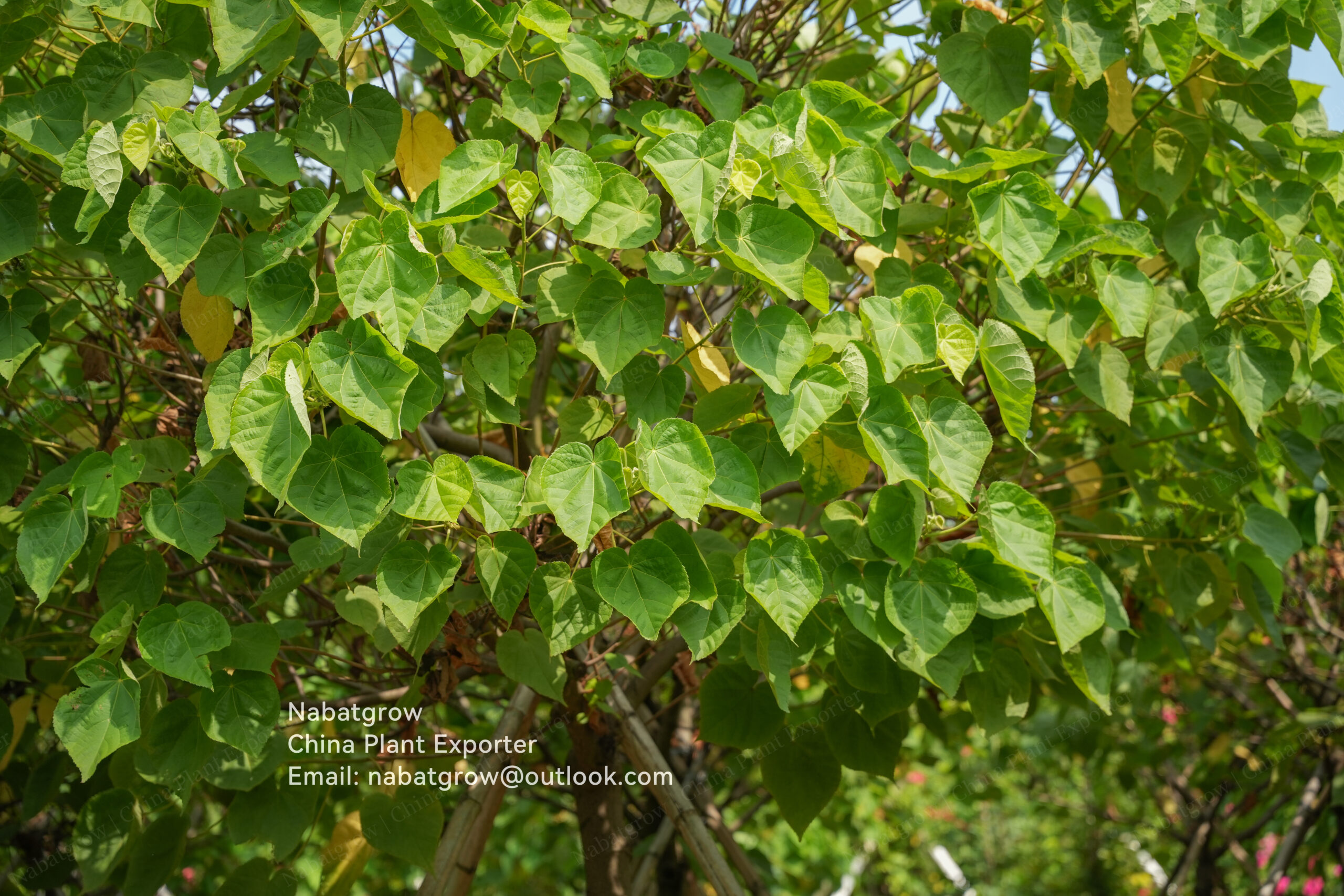 Dombeya wallichii | Pink Ball Dombeya