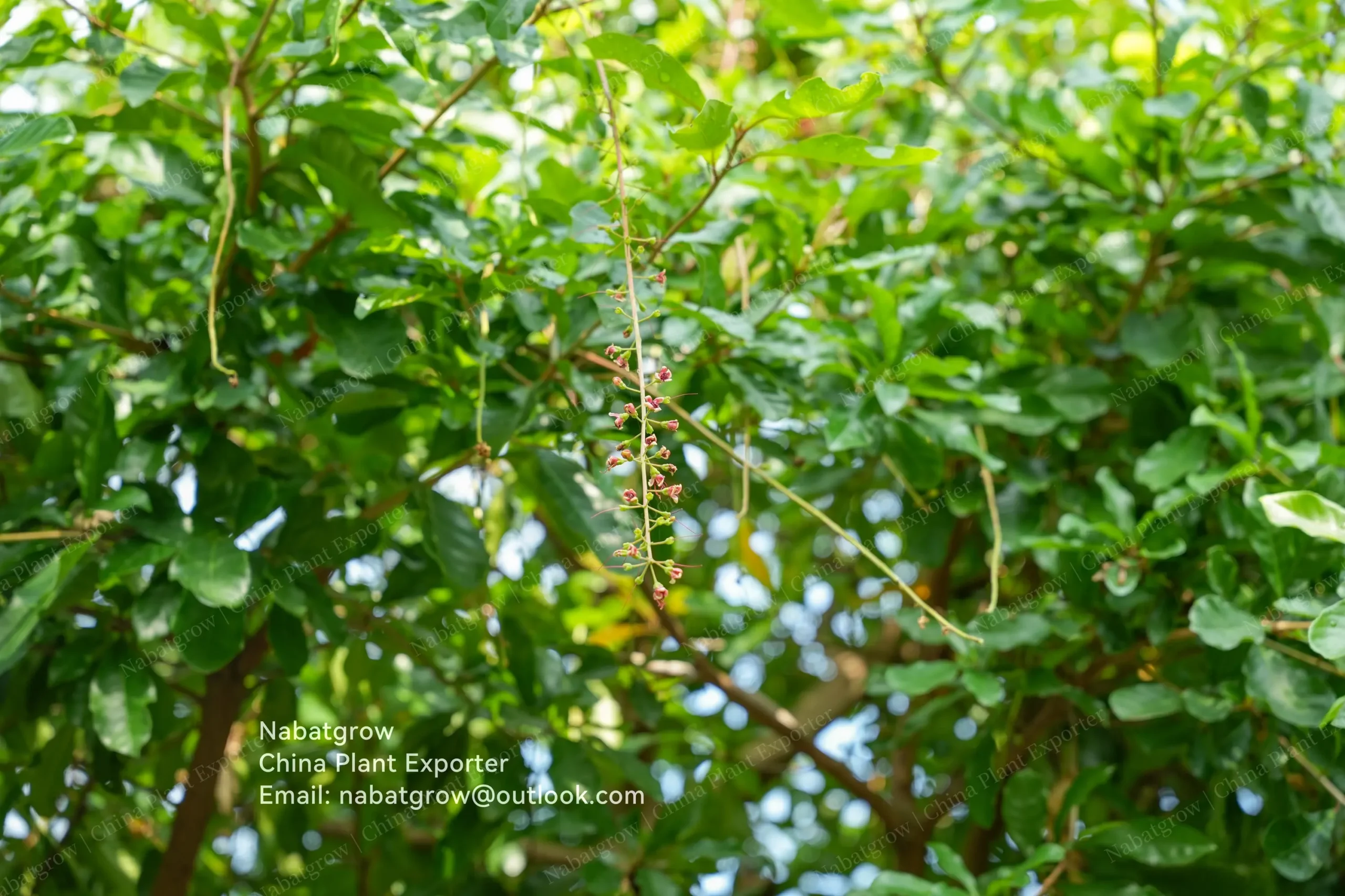 Barringtonia acutangula | Powder Puff-tree