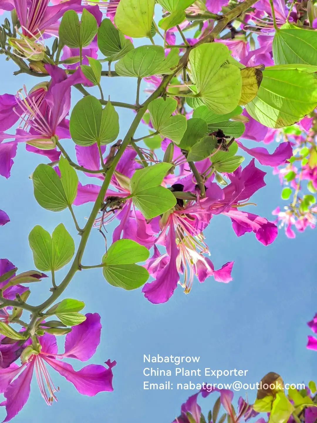 Bauhinia purpurea | Purple Orchid Tree