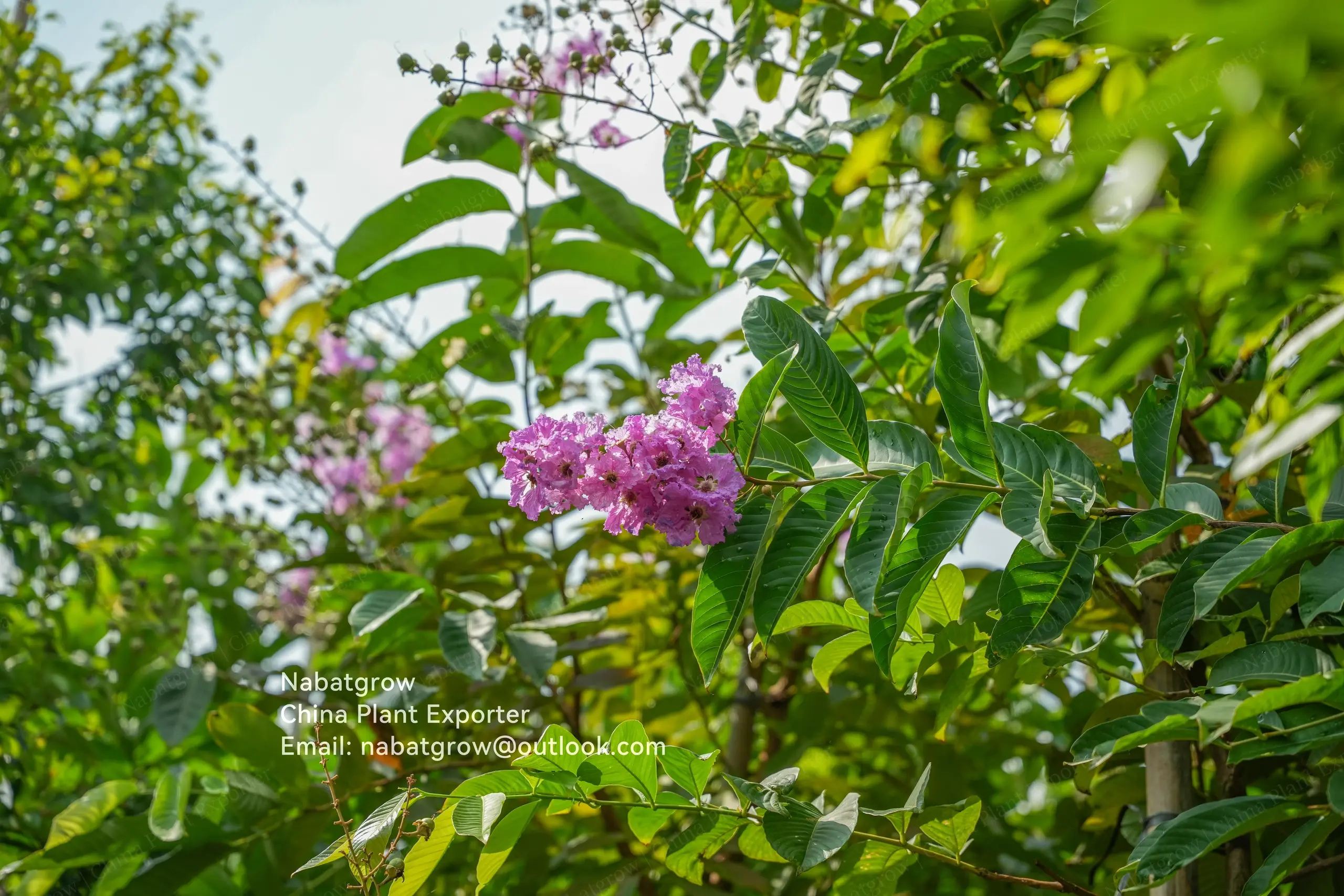 Lagerstroemia speciosa | Queens Crape Myrtle