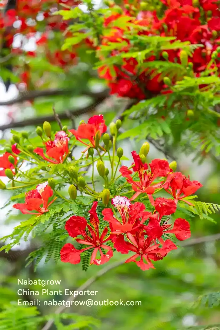 Delonix-regia | Royal Poinciana