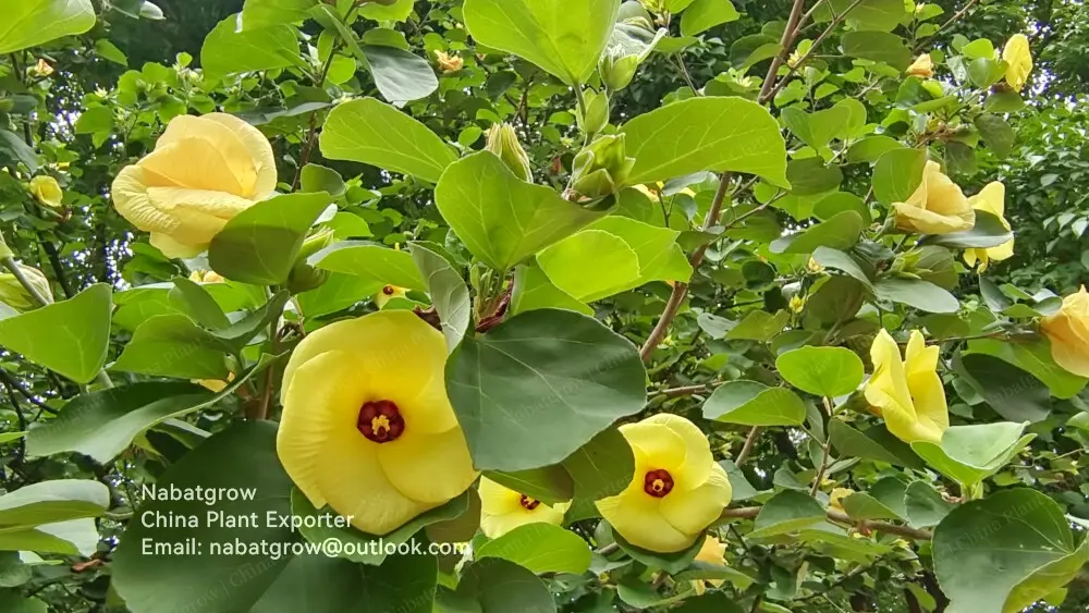 Hibiscus tiliaceus | Sea Hibiscus