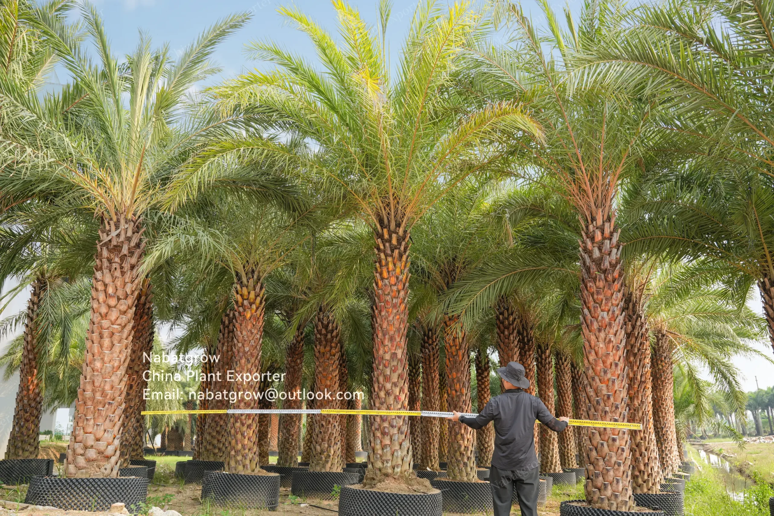 Phoenix sylvestris | Silver Date Palm