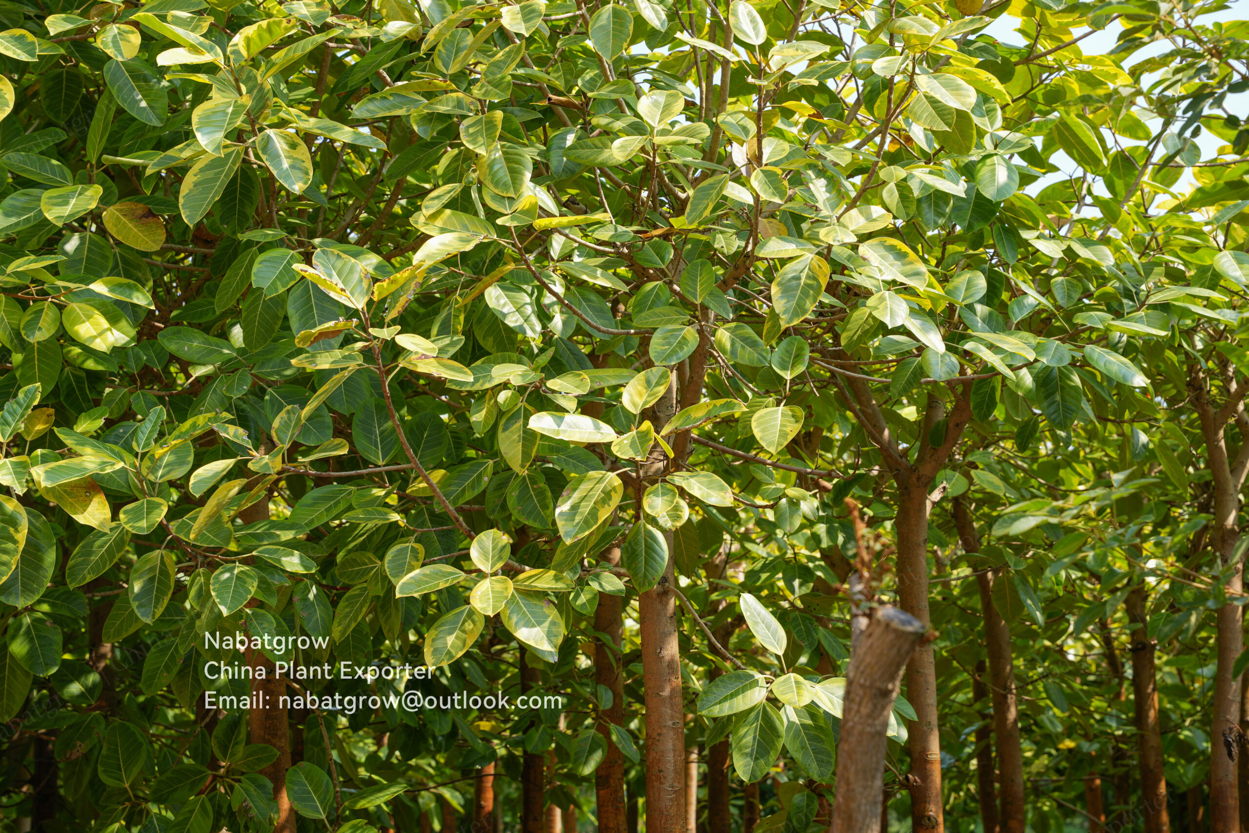 Ficus altissima ‘Variegata’ | Variegated Council Tree