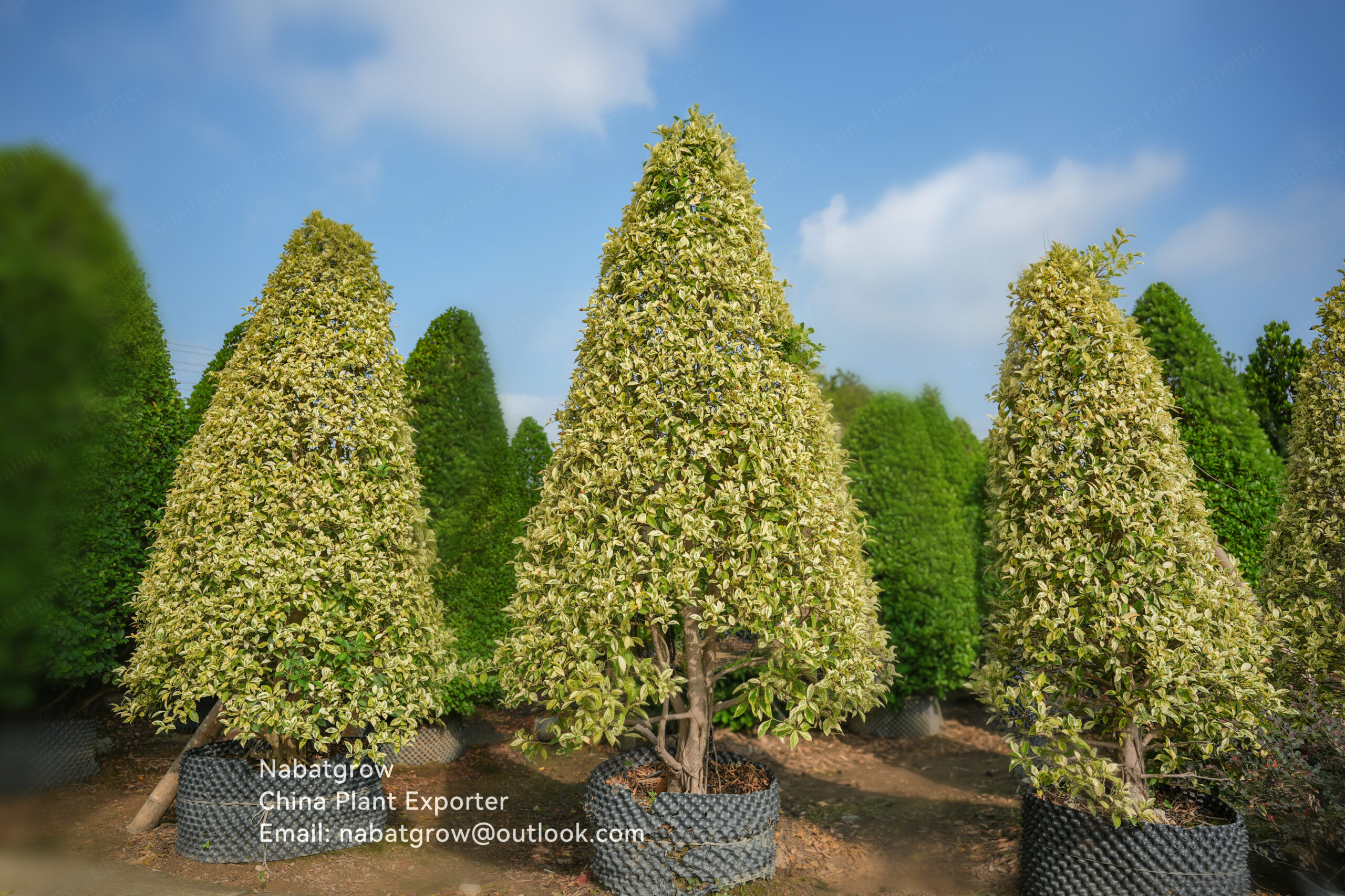 Ficus elastica ‘Variegata’ | Variegated Rubber Tree