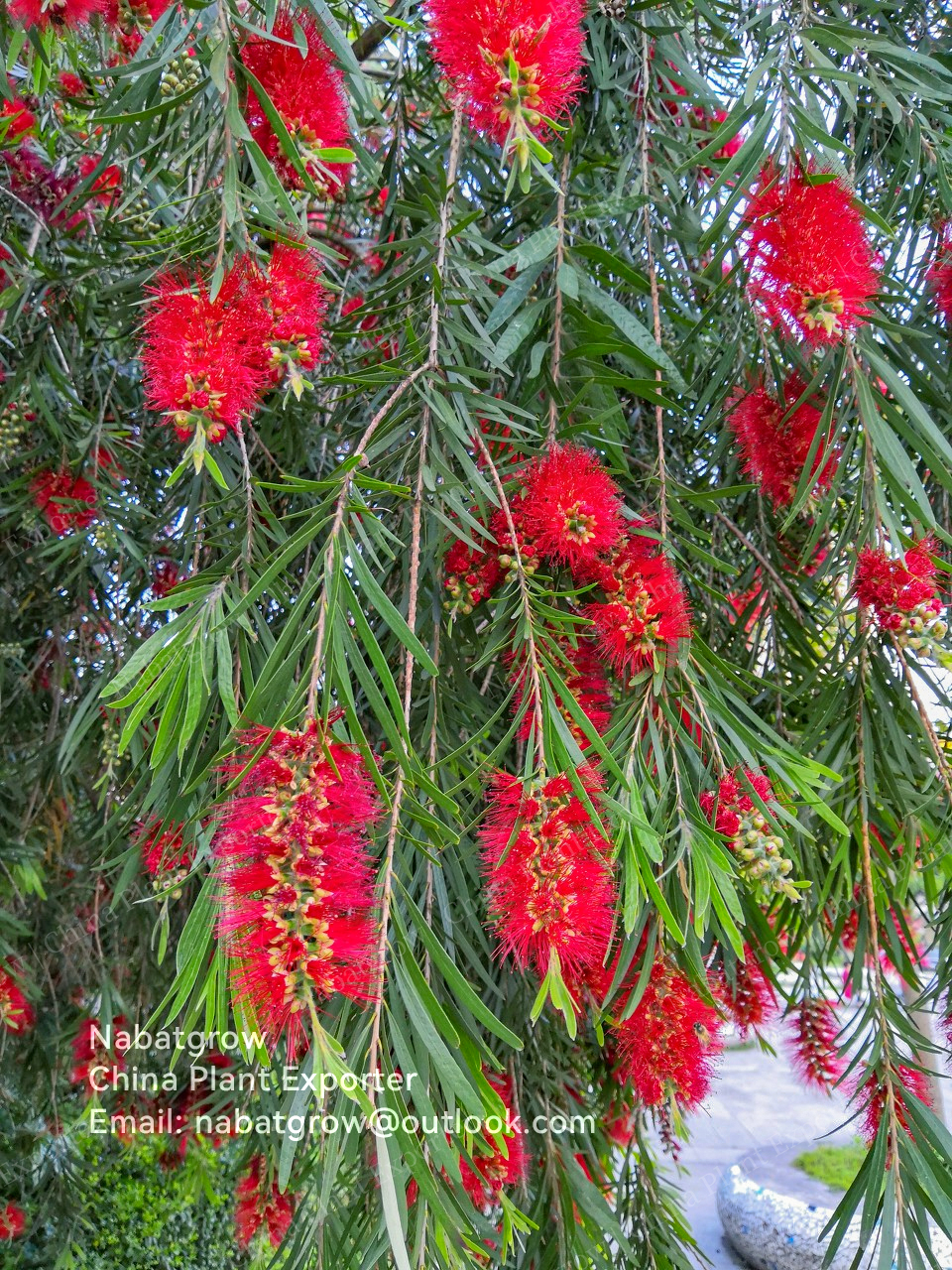 Melaleuca viminalis | Weeping Bottlebrush