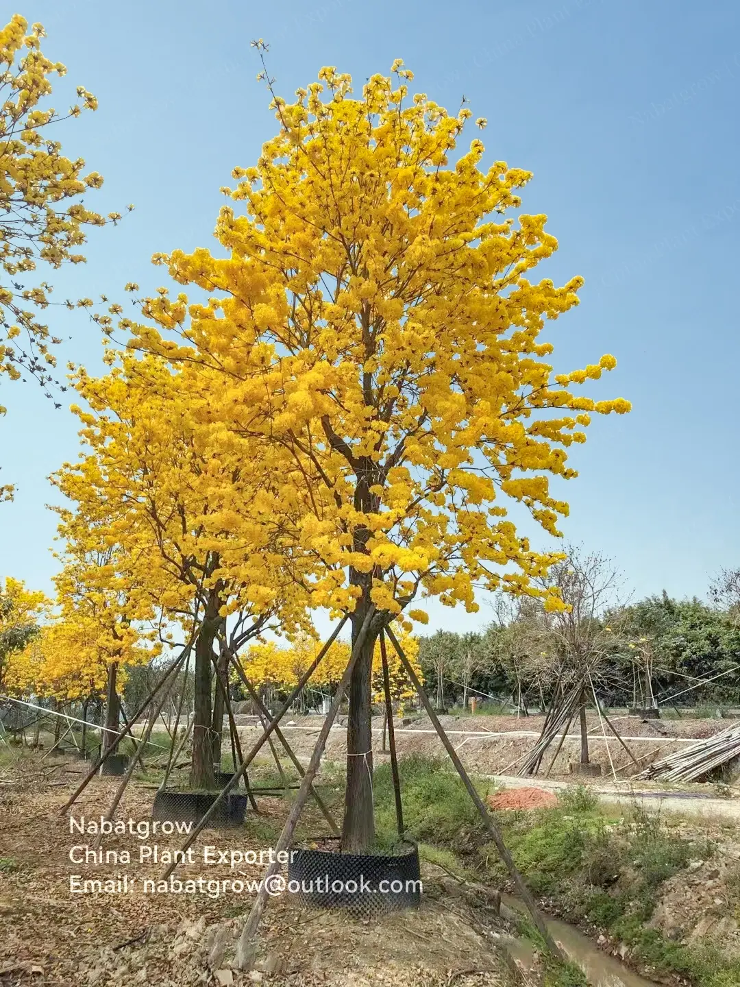 Tabebuia chrysantha | Yellow Pui