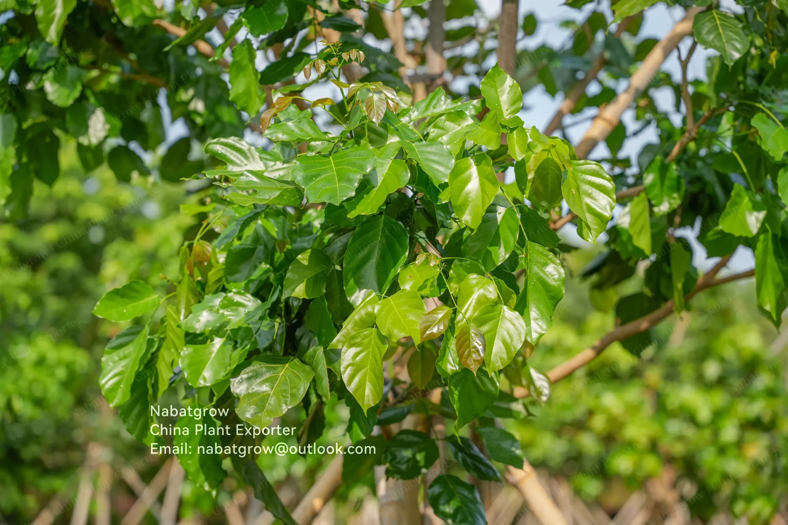 Millettia pinnata | Pongam Oiltree